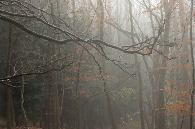 Sisin içindeki ağaçlar ve ormandaki sis kahverengi yapraklı ve yağmur damlacıklarıyla
