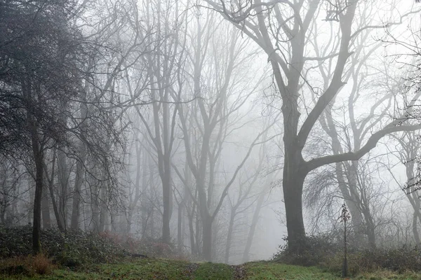 Trilha Reta Através Floresta Névoa Neblina Com Árvores Fantasmagóricas Distância — Fotografia de Stock