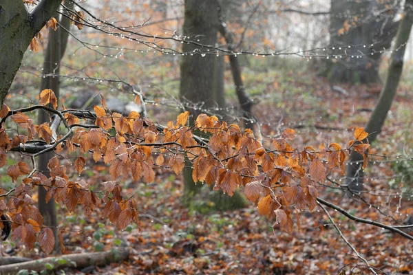 Oranje Herfst Dode Beuken Bladeren Tak Winter Met Regen Mist — Stockfoto