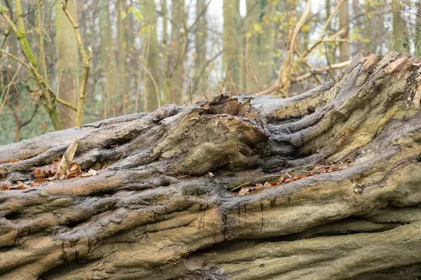 Grande Tronco Árvore Molhada Caído Com Casca Texturizada Floresta Névoa — Fotografia de Stock
