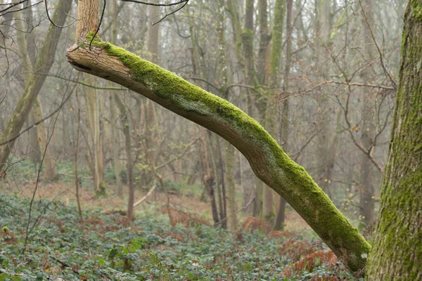 Mossen Bedekten Dode Gevallen Takken Van Bomen Mistig Spookbos Winter — Stockfoto