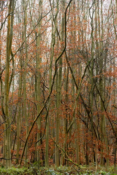 Νεαρές Οξιές Χειμώνα Φύλλα Πορτοκαλιάς Στην Ομίχλη Και Ομίχλη Δάσος — Φωτογραφία Αρχείου