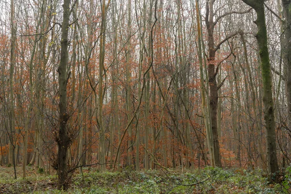 Jonge Beukenbomen Winter Met Sinaasappelbladeren Mist Mist Een Bos Hoge — Stockfoto