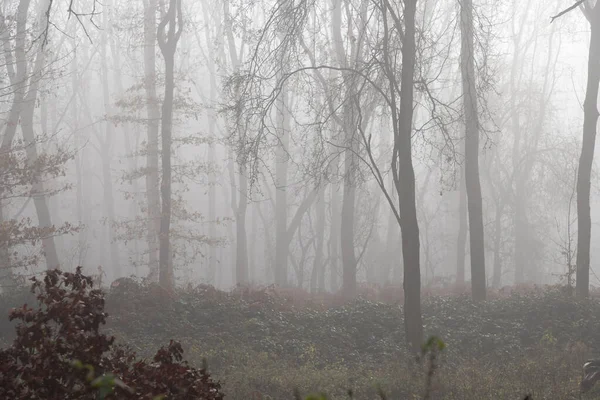 Sisin içindeki hayalet ağaçlar ve ormandaki sisli ağaçlar kahverengi yapraklar ve yağmur altında.
