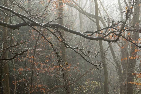 Árvores na névoa e nevoeiro na floresta com folhas marrons e gotas de chuva — Fotografia de Stock