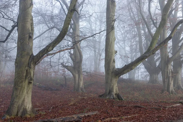 Alberi nella nebbia e nebbia nel bosco boschivo con foglie marroni e pioggia — Foto Stock