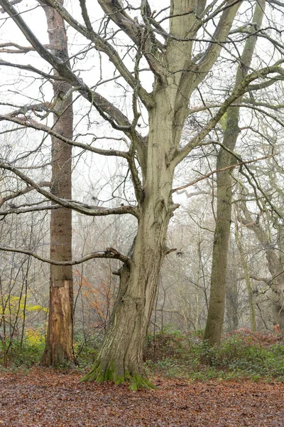 Bomen in de mist en mist in het bos bos bos met bruine bladeren en regen — Stockfoto