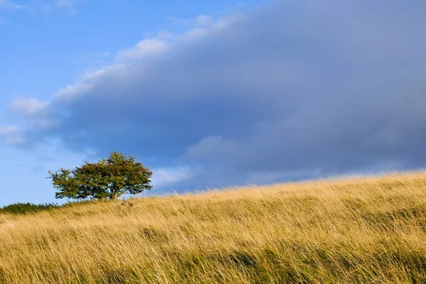 Engelsk Landsbygd Och Gräsmark White Horse Hill Uffington Med Enda Royaltyfria Stockbilder