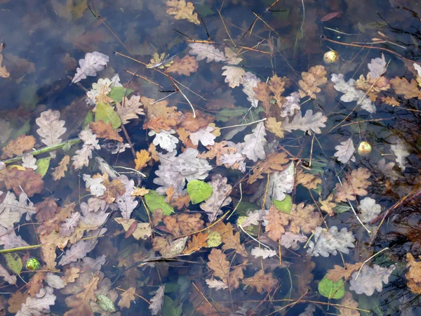 Teichoberfläche Mit Wasser Und Ertrunkenen Eichenblättern — Stockfoto