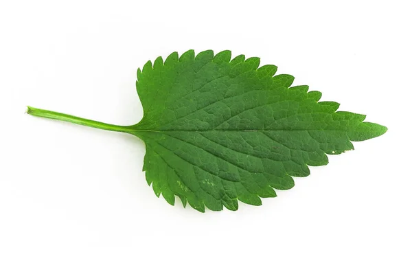 Bush Med Blad Döv Nässla Deadnettle Isolerad Vit Bakgrund3 — Stockfoto