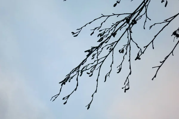 Silhouettes Branches Blue Background — Stock Photo, Image
