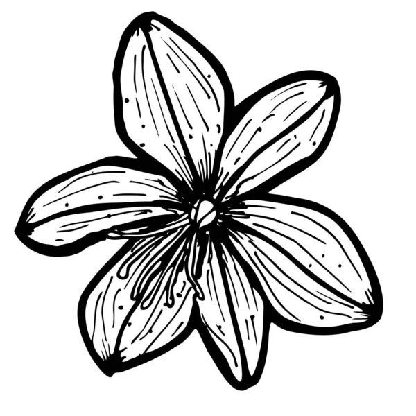 Dessin Botanique Contour Une Fleur Asphodel — Image vectorielle