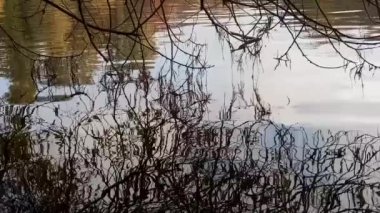 Göletin parlak yapraklarındaki yansıma