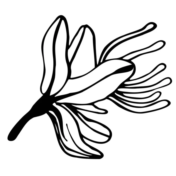 Schéma Dessin Fleur Unique Asphodelus Asfodel Côté — Image vectorielle