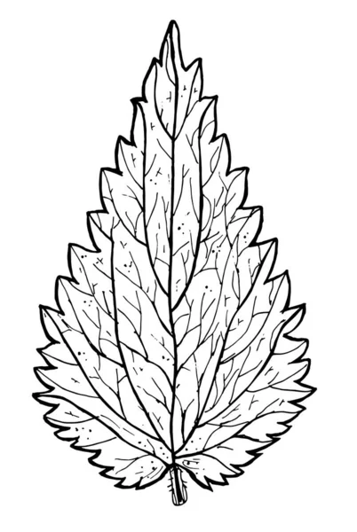 Green Nettle Leaf Veins White Background — Stock Vector