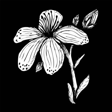 Siyah arka planda saklanan St. John otunun beyaz izi.