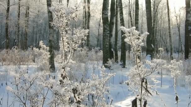 Winterwald Birkenstämme Sonnenlicht Fällt Auf Die Schneebedeckten Trockenen Blätter Des — Stockvideo