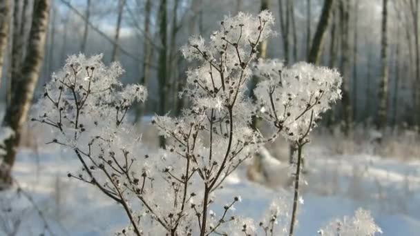 Trockenes Mädesüß Kleinen Glitzernden Schneeflocken Winterwald — Stockvideo