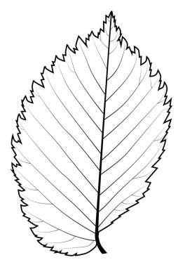 Karaağacın siyah ve beyaz yaprağı toplardamar modellerini boyamak için.