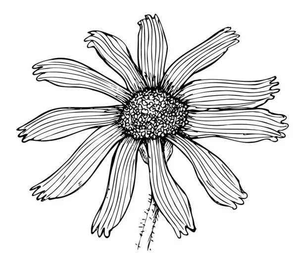 Kontur Botaniczny Rysunek Góry Arnica — Wektor stockowy