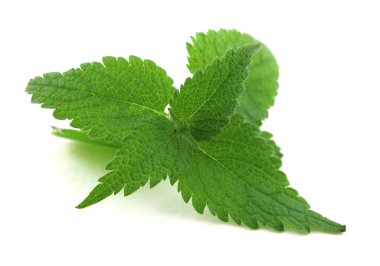 Nettle Bush 'un beyaz izole bir arka planı var.