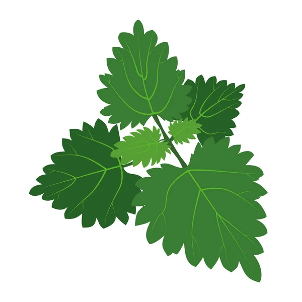 Green Nettle Bush Rounded Leaves Veins — Stock Vector