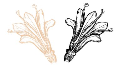 Bölüm 'deki Valerian memurlarının botanik çizimleri.