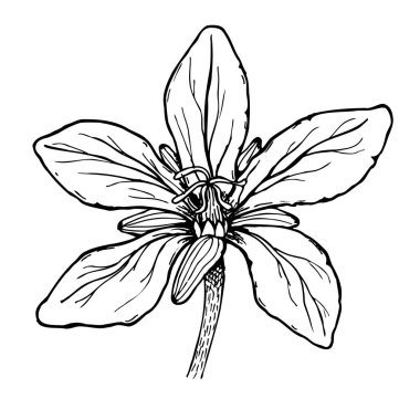 İlaç fabrikası leylek gagalı Geranium Robertianum 'un botanik çizimi