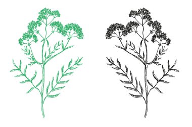 Beyaz arkaplanda iki renkte kediotu çizimi