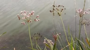 Bitki nehir kıyısında şemsiye şeklinde bir susaktır. Mor çiçekler güneşte sallanıyor küçük renkli bir sinek uçuyor nektar topluyor nehirdeki dalgalar sallanıyor