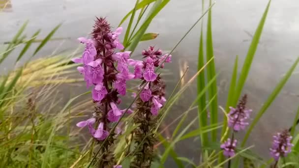 Lila Blüten Des Stachysnear Blumen Schwingen Wind — Stockvideo