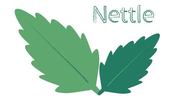 Two Nettle Leaves White Background Logo Inscription Nettle — Stock Vector