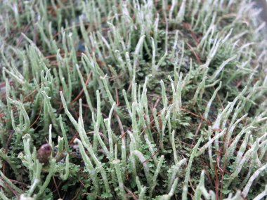 Ağaç gövdesinin güney tarafında uzun bir yosun var.