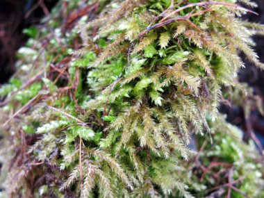 Ormanda su damlacıklarıyla kaplı yosun.