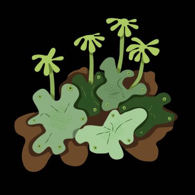 Hepatik yosun Marchantia logo simgesidir 