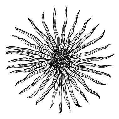 Devyasil 'in botanik çizimi, yüksek, siyah ve beyaz karalama 