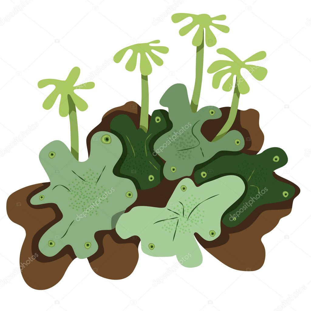Hepatic moss is marchantia logo icon on a white background