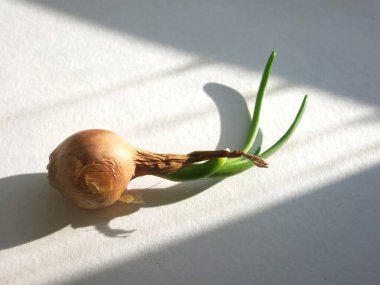 Bahar güneşiyle parlayan yeşil tüylü küçük bir soğan filizlendi.                                         