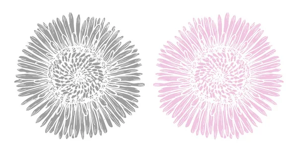 Bitki baskısı grafikleri gri ve pembe papatya çiçekleri