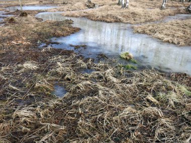 Huş ağacının parkındaki buz birikintileri kuru çimlerin arasında.