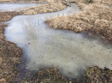 Parktaki buz birikintilerindeki çıplak bahar ağaçlarının yansıması kuru otların arasında.
