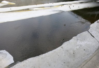 Nehir, Saint Petersburg 'daki buz kütleleri üzerinde oturan ördeklerin ortasında açık suyla buzla kaplı.