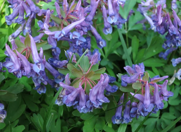 Flores Corydalis Solida Azuis Primaveras Primavera Estão Perto Corydalis Primeira — Fotografia de Stock