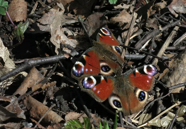 Kuru yaprakların üzerinde iki urtikia Aglais (Nymphalis urticae) urtikae kelebeği                               