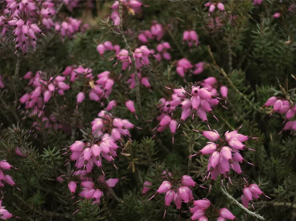 Erica Blauwe Struik Fijnbladige Heide Met Kleine Bloemen Bladeren — Stockfoto