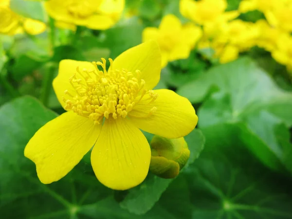 Primavera Floração Pântano Flores Amarelas Pântano Calêndula Outros Nomes Cowslip — Fotografia de Stock