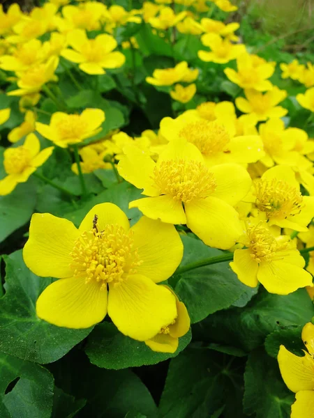 마쉬노란 Marsh Marigold 이름들 카우보이 소백합 일반적 — 스톡 사진