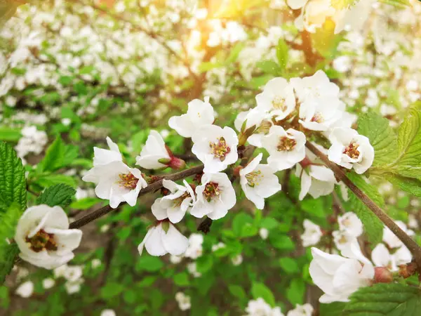 Ветка Белой Вишни Цветами Листьями Освещенными Солнцем — стоковое фото