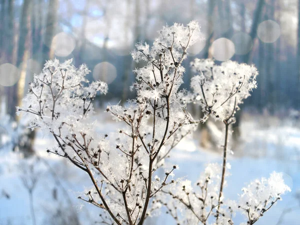 Fabulous Winter Landscape Dried Meadowsweet Sparkling Snowflakes — Stock Photo, Image