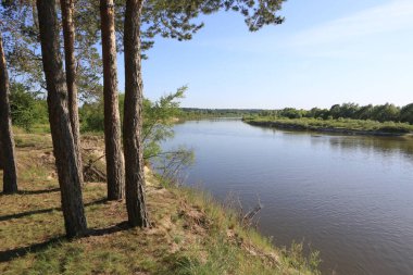 Nehrin yüksek kıyısında çam ağaçları. Doğal yaz manzarası.